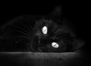 开云体育官网-凌晨三点的速度诗，当F1夜战焰火掠过欧文的转换风暴