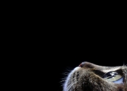 开云体育登录-数据风暴席卷安菲尔德，弗拉霍维奇现象与利物浦的战术进化