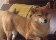 开云体育平台APP-统治力的一体两面，从锡安的野蛮数据到辽宁队的太阳收割