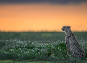 开云官网-从阿尔及尔到伦敦，坎特如何将一场世界杯失利锻造成英超冠军之心