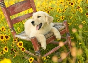 开云体育-轰40分带队加时逆袭！小贾伦高能输出引爆快船觉醒