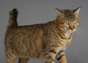 开云体育登录-双重赛场，一种心跳，当F1年度争冠战火正酣，雄鹿于凌晨险胜绿衫军