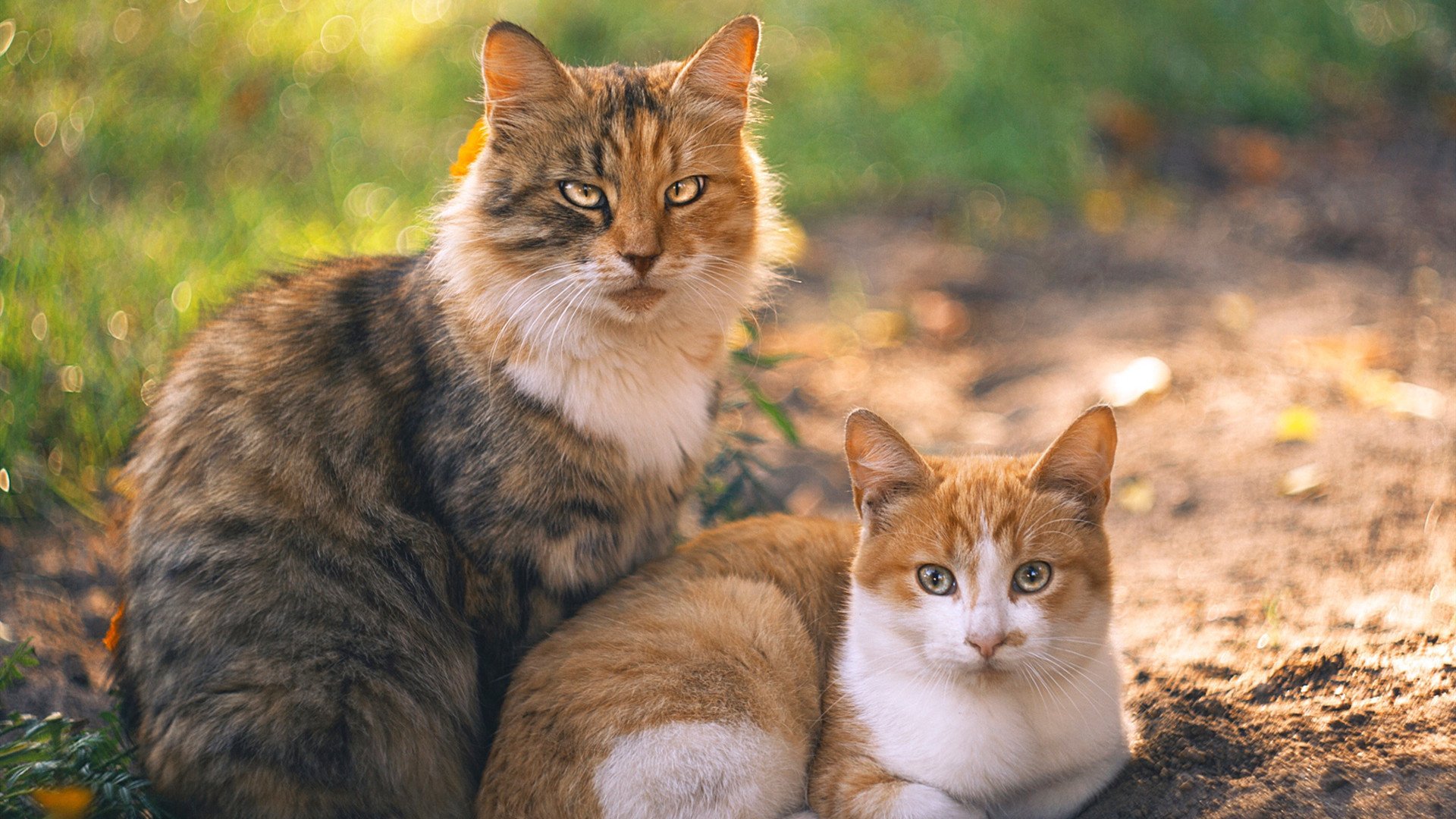 天山脚下,王者退场,新疆终结公牛神话,绿军新王塔图姆加冕焦点