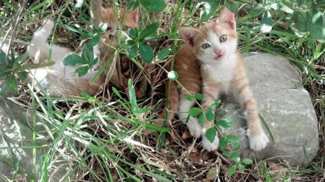 奇迹周,德布劳内魔术与斑马军团的铁血—双重逆转背后的足球魅力