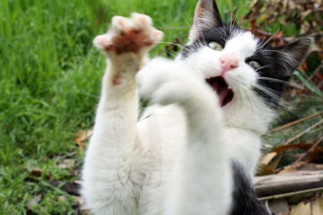 双线叙事，哈利伯顿爆发与爵士关键战突围公牛的胜利逻辑