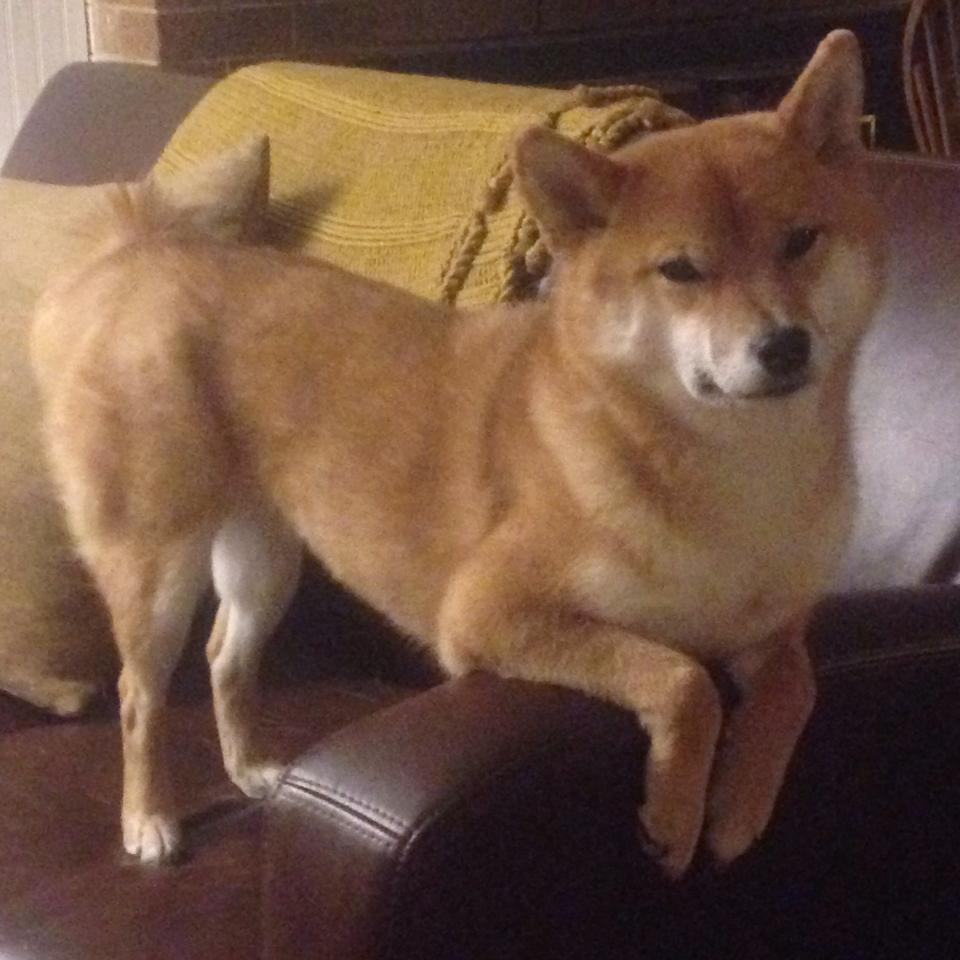 统治力的一体两面，从锡安的野蛮数据到辽宁队的太阳收割