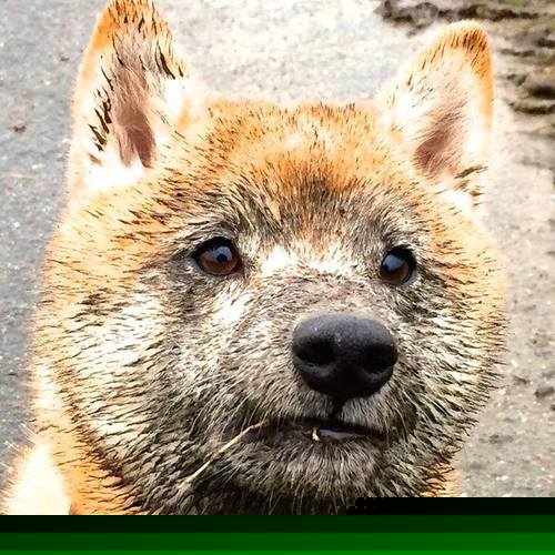 黑色闪电熄灭在奥利维耶指尖，一场被改写篮球哲学的压制战