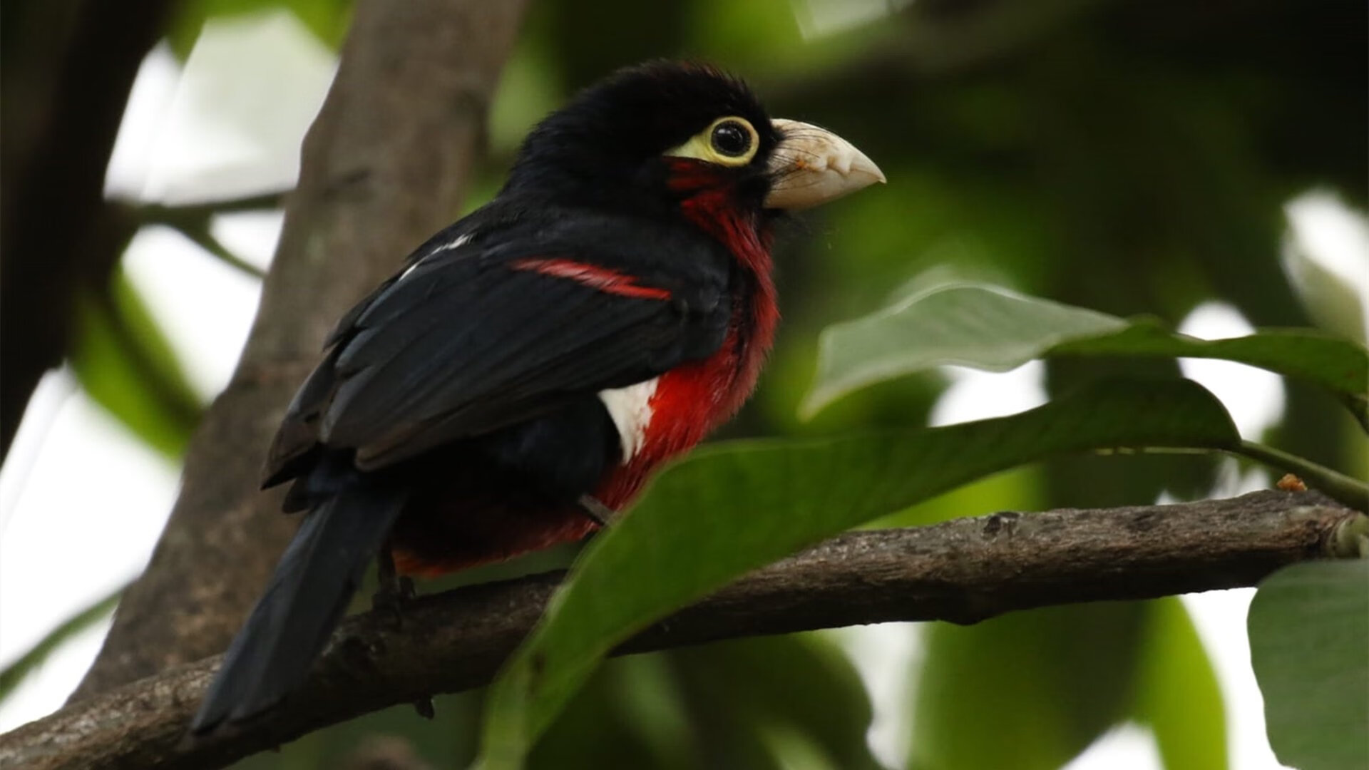 钢铁丛林中,一道闪电,当德国战车遭遇曼城手术刀与C罗的终极一击
