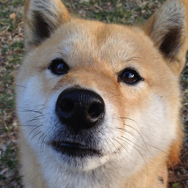 哈利伯顿的赛道禁区，当他用骑士式防守在F1街道赛接管比赛