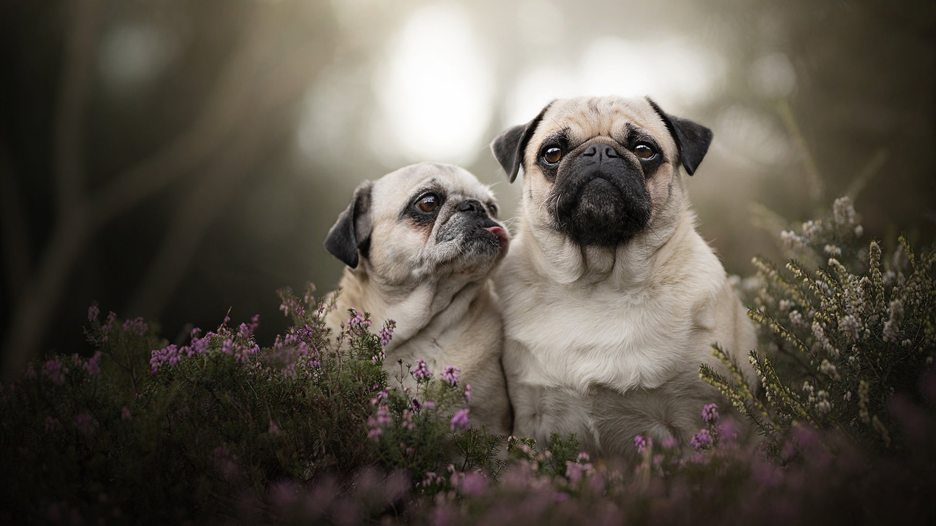 时空交错的唯一对决,当鹈鹕遇见广厦,文班亚马在未来回响中君临天下