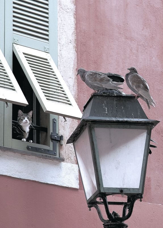 跨洋风暴,塔图姆狂潮与开拓者太平洋彼岸的战术如何令广东队窒息