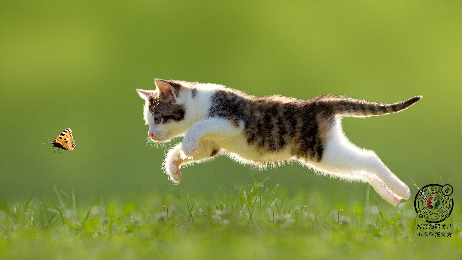 误报的荣光，当塔图姆的生涯之夜错播进鹈鹕与雄鹿之战