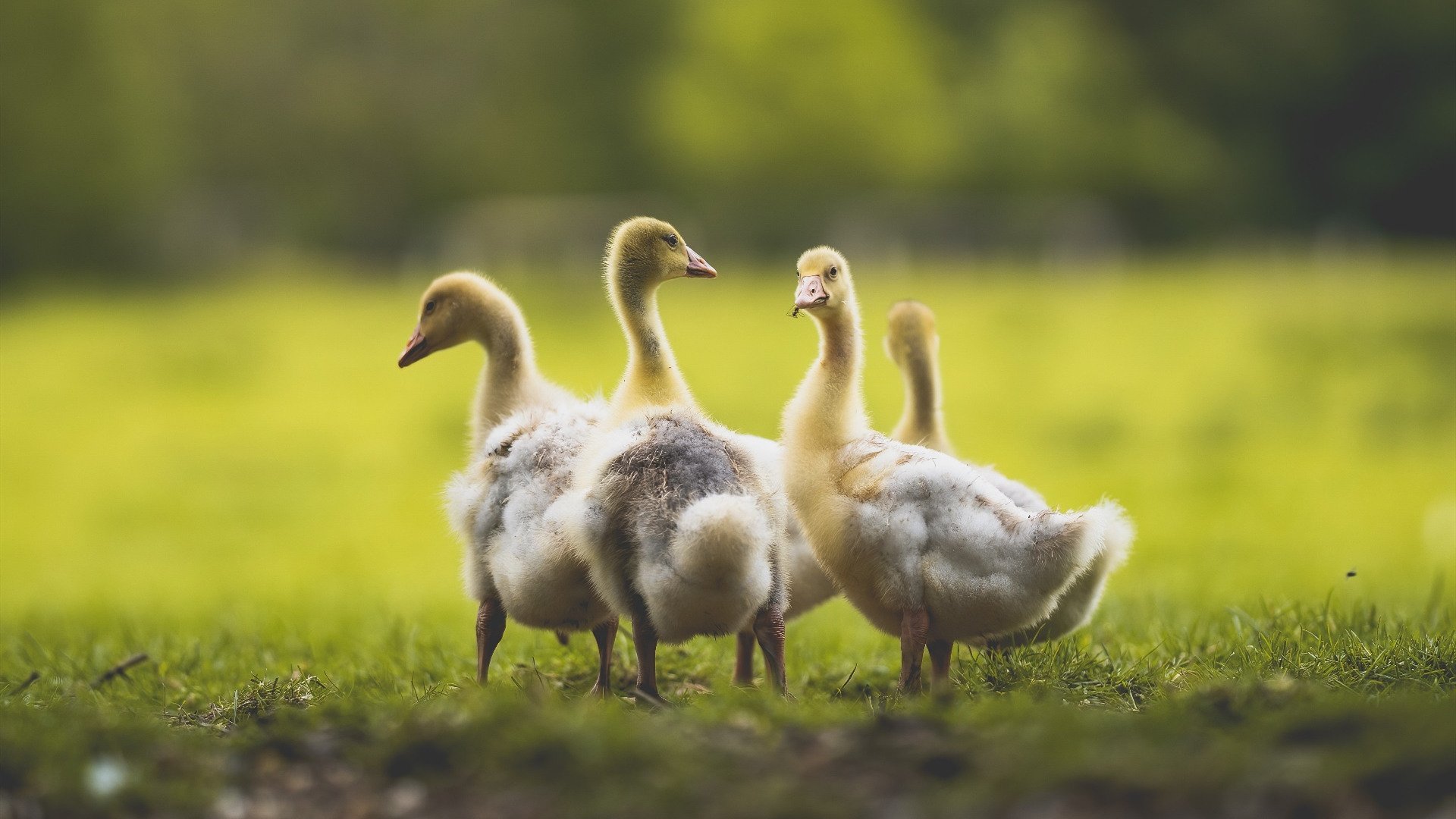 唯一定律，罗德里手术刀如何切开两支西班牙？