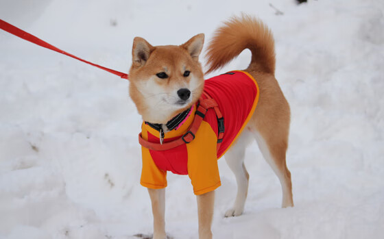 西决生死战，森林狼绝境破壁，22年魔咒终作古