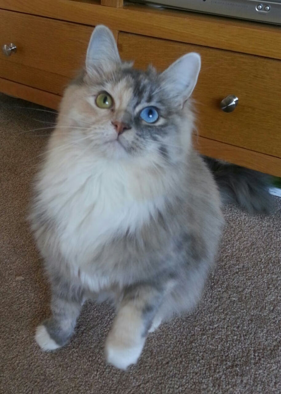 荆棘皇冠，广东队的炼狱重生与黄蜂王朝的哀歌