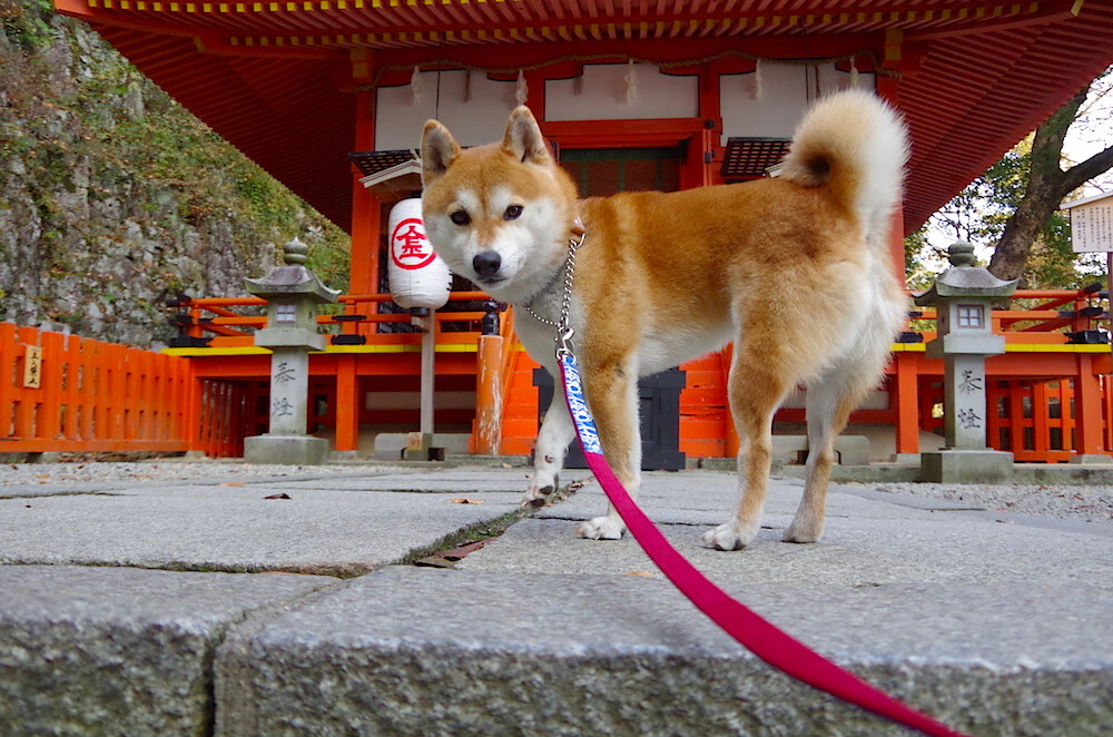 当安联球场的灯光照亮密尔沃基的夜